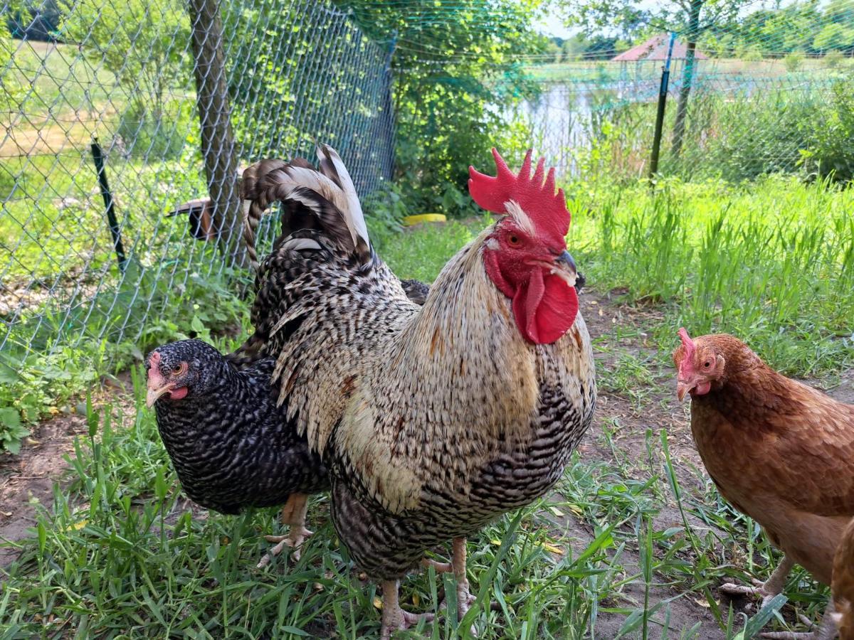 Dolina Miodu - Kaszuby, Sauna, Gorąca Balia * Borowina